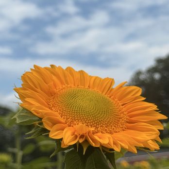 Sandy Hill - 1st Annual Sunflower Summer - Venues & Event Spaces Near Me - Eliot, Maine Sandy Hill - 1st Annual Sunflower Summer - Venues & Event Spaces Near Me - Eliot, Maine