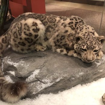 Field Museum - Museums Near Me - Chicago, Illinois