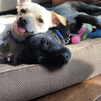 Petco - Thor and Loki :) - Pet Stores Near Me - Brea, California