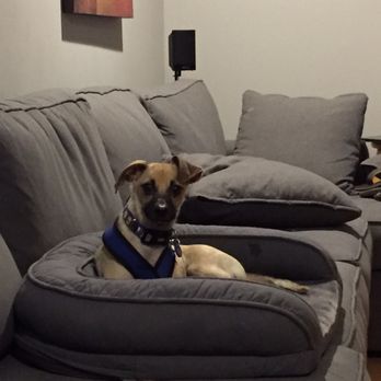 Paw Works - Princess Leia loves her bed - Pet Adoption Near Me - Thousand Oaks, California Paw Works - Princess Leia loves her bed - Pet Adoption Near Me - Thousand Oaks, California