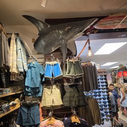 Shark bite