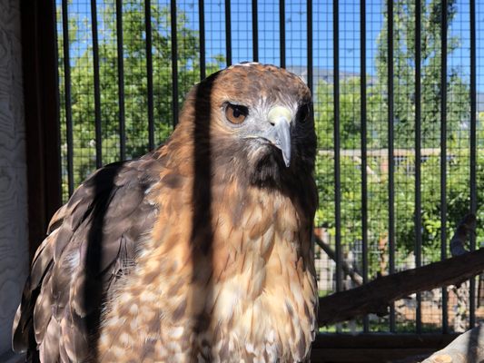 Yellowstone Wildlife Sanctuary