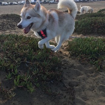 Doggie Adventures - Dog Walkers Near Me