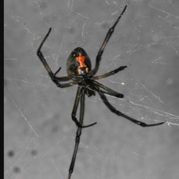 Chino Valley Pest Control - Black widow - Pest Control Near Me - Chino Hills, California Chino Valley Pest Control - Black widow - Pest Control Near Me - Chino Hills, California