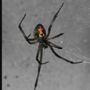 Photo of Chino Valley Pest Control