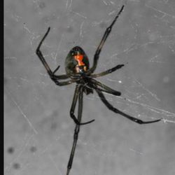Chino Valley Pest Control - Black widow