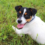 Creature Comforts Pet Resort Pet Boarding 5534 Park St