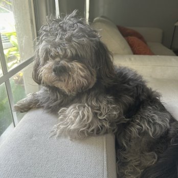 88 Pet Spa - Before - Pet Groomers Near Me - Reseda , California