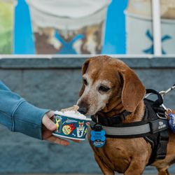 Dutch Bros Pup Cup