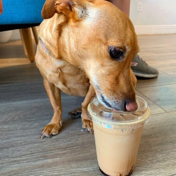 Cups & Pups Coffee - Coffee & Tea Near Me - Orlando, Florida Cups & Pups Coffee - Coffee & Tea Near Me - Orlando, Florida