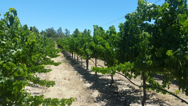 Broken Earth Winery by null