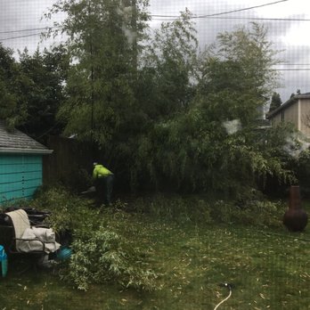 Bamboo Grove - The bamboo that  kept me up at night worrying about it! - Landscaping Near Me