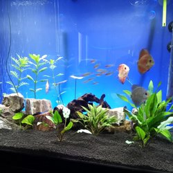 Modern Aquarium