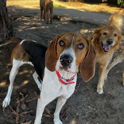 Dogwood Ranch Pet Resort