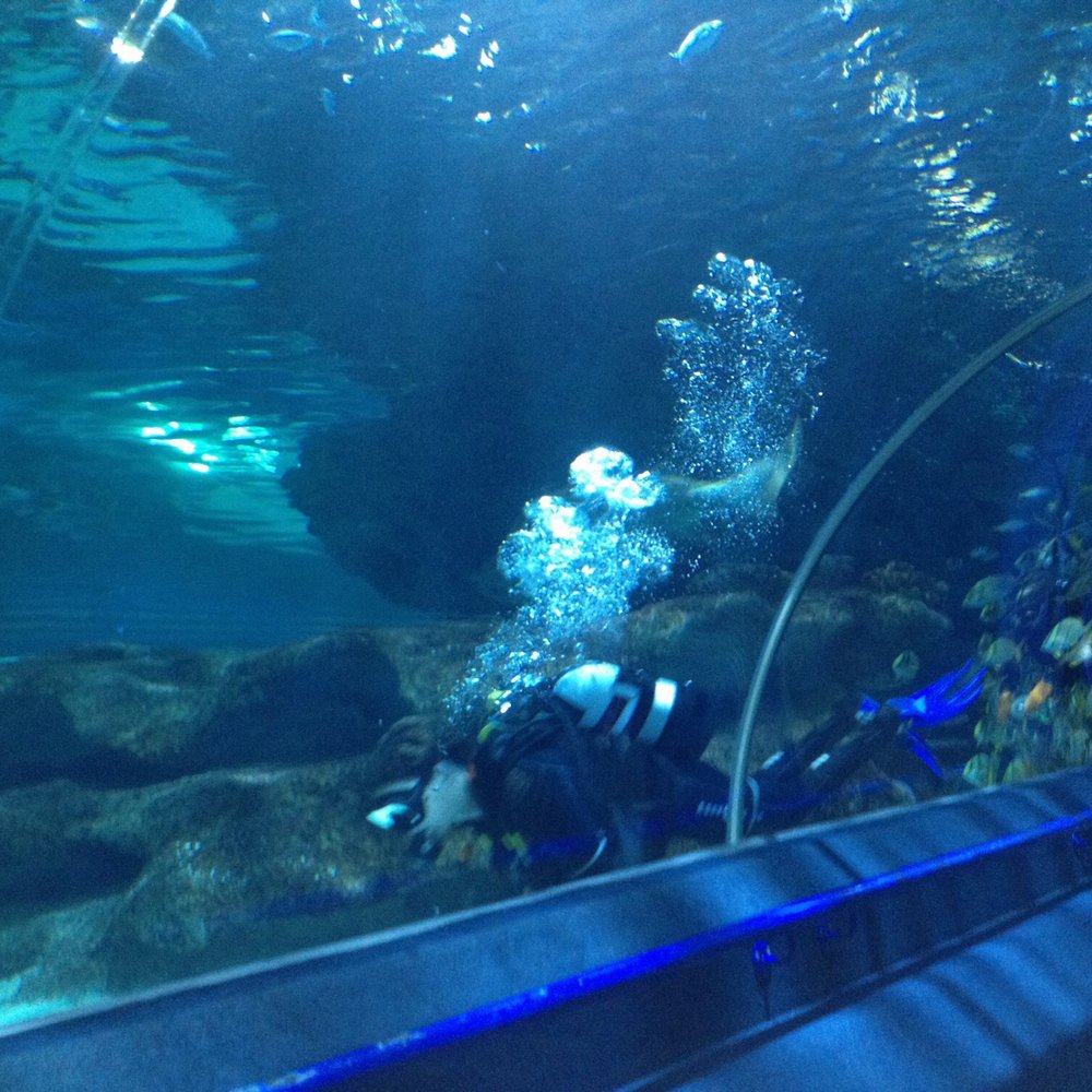 Blue Planet Aquarium - Aquariums Near Me - Ellesmere Port, CHE