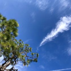 Blackwater Creek Preserve