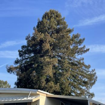 Quality Arbor Care - BEFORE--lots of dead branches in there, but tree is very healthy. Want to keep it that way. - Tree Services Near Me - Capitola, California