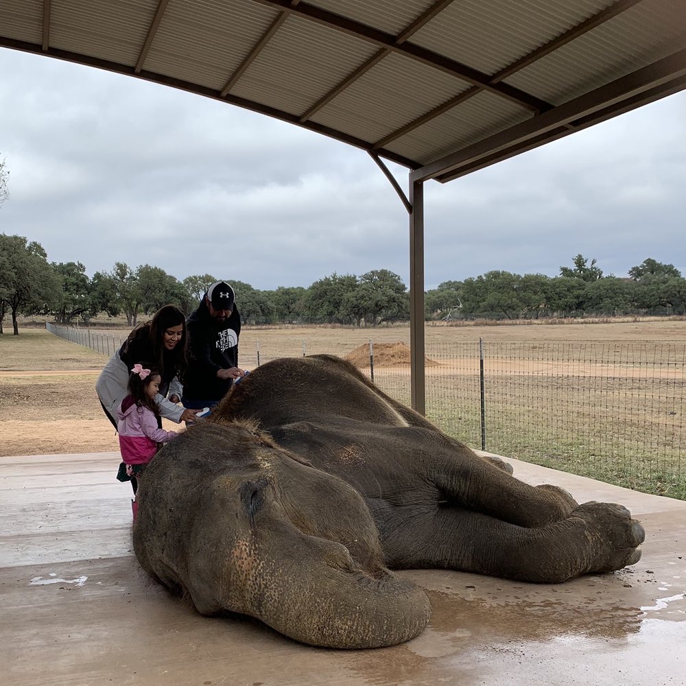 The Preserve - We got to bathe the elephant - Zoos Near Me - Fredericksburg, Texas