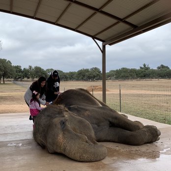 The Preserve - We got to bathe the elephant - Zoos Near Me - Fredericksburg, Texas The Preserve - We got to bathe the elephant - Zoos Near Me - Fredericksburg, Texas