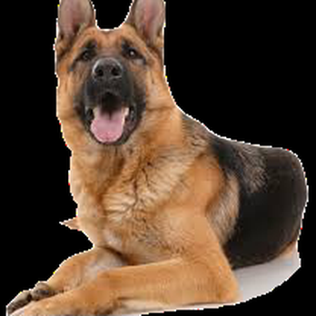 Titanz K9 - Pet Training Near Me - Smyrna, Georgia Titanz K9 - Pet Training Near Me - Smyrna, Georgia