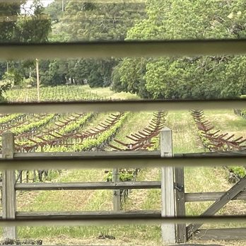 R+D Kitchen - Our view of the vineyard - New American Near Me - Yountville, California R+D Kitchen - Our view of the vineyard - New American Near Me - Yountville, California