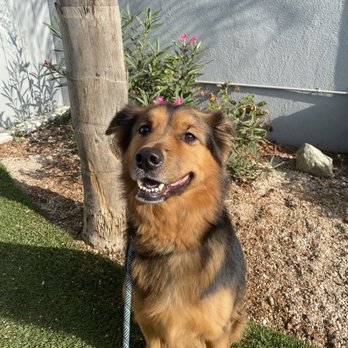 Specialty Dog Training - Dog - Pet Training Near Me - Oceanside, California