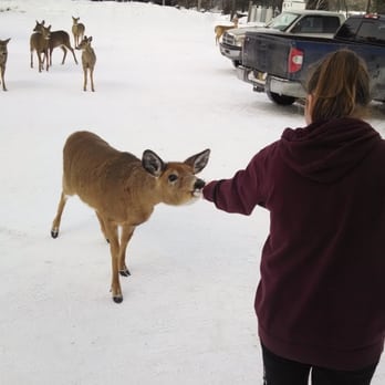 Pittston Farm - Feeding the deer behind the lodge is one of the highlight for us!! - American Near Me - Rockwood, Maine Pittston Farm - Feeding the deer behind the lodge is one of the highlight for us!! - American Near Me - Rockwood, Maine