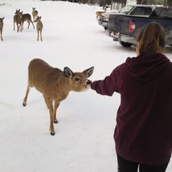 Pittston Farm - Feeding the deer behind the lodge is one of the highlight for us!!