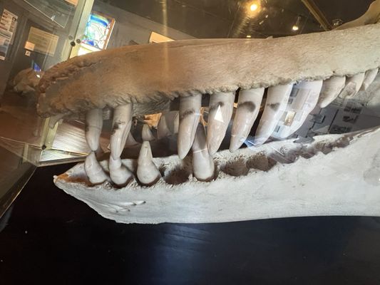 The Whale Museum by null