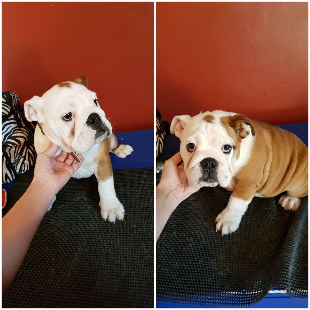 SCOOBYDOO DOG GROOMERS Ilkeston, Derbyshire 57 Photos Pet