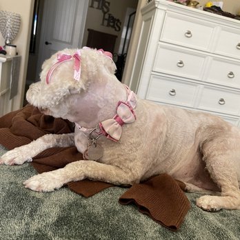 Desired Styles Pet Grooming - Pet Groomers Near Me - Jurupa Valley, California