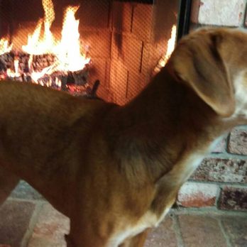 Posey's Pals Pet Care - Keeping warm by the fire. DG - Dog Walkers Near Me Posey's Pals Pet Care - Keeping warm by the fire. DG - Dog Walkers Near Me