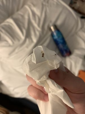 Havana Cabana by null