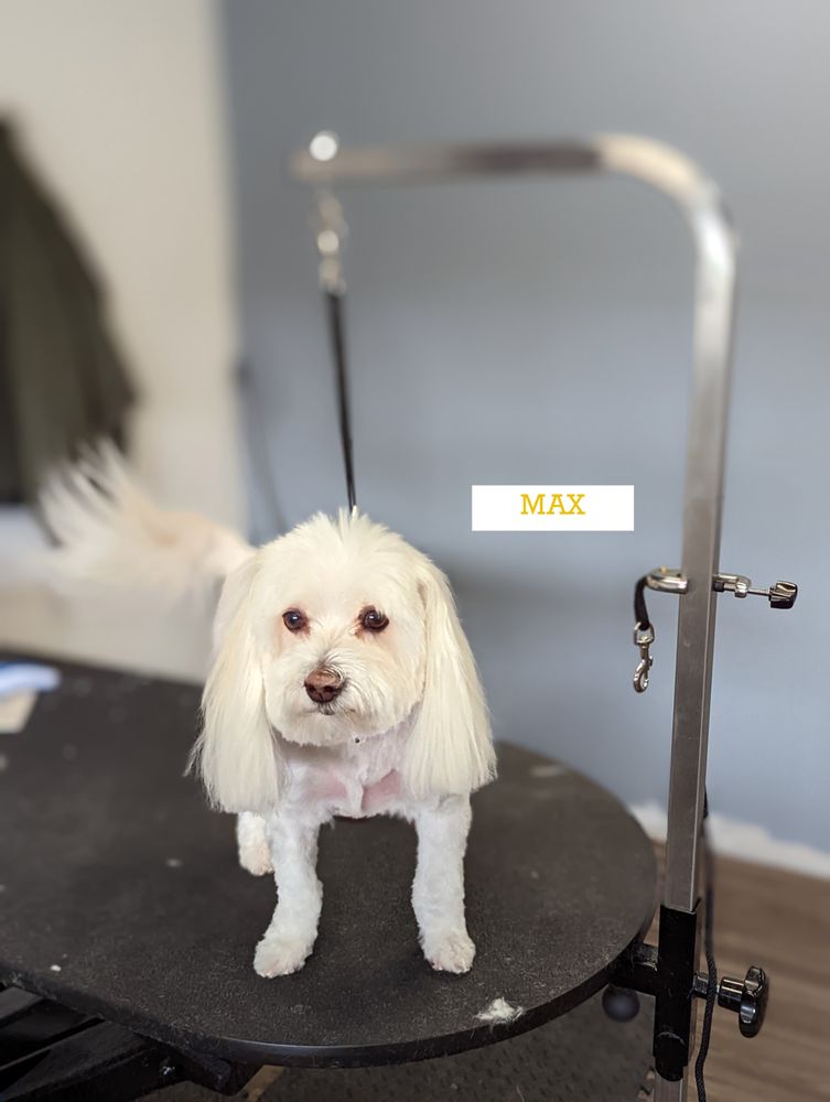 LUXE HOUND Updated September 2024 61 Photos 7326 Harrison St