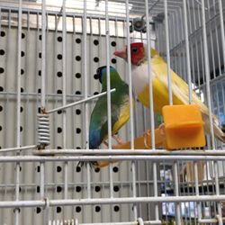 Finches & Fins