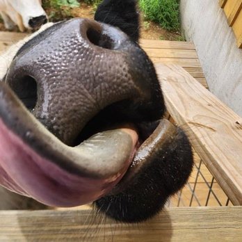 Blue Hills Ranch - Yes, that's a tongue indicating the desire for more treats. - Hotels Near Me - McGregor, Texas