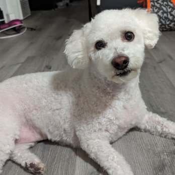 LA Pet Home - They did an amazing job at evening out his coat with the little hair he had - Pet Stores Near Me - Pasadena, California