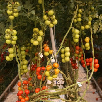 MightyVine - Farms Near Me - Rochelle, Illinois