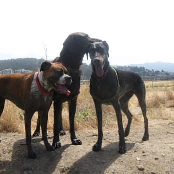 Yoga Dog - Dog Walkers Near Me Yoga Dog - Dog Walkers Near Me