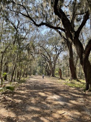 Wormsloe Historic Site by null