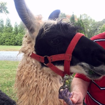 Divine Llama Vineyard - Wineries Near Me - East Bend, North Carolina