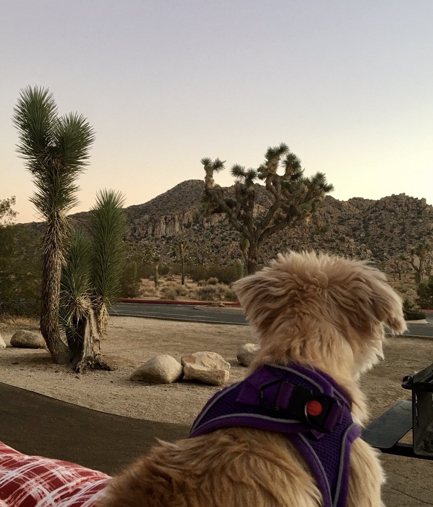 JOSHUA TREE NATIONAL PARK 8555 Photos & 1081 Reviews 74485 National