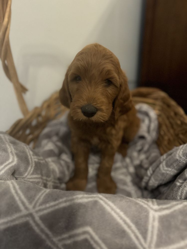 Gracie Doodles Image