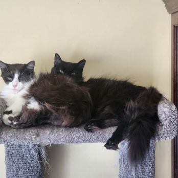 1st Pet Veterinary Centers - North Valley - Morticia (black) and Regina (black and white) just chilling together and thriving after their full mouth extractions. - Veterinarians Near Me - Phoenix, Arizona