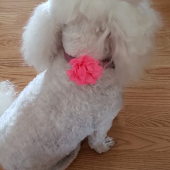 Wonder Washers Mobile Pet Grooming - Rose - Pet Groomers Near Me Wonder Washers Mobile Pet Grooming - Rose - Pet Groomers Near Me