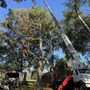 Photo of Matias Tree Service