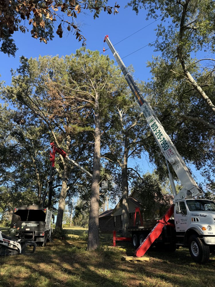 Matias Tree Service - tree service in Augusta, GA