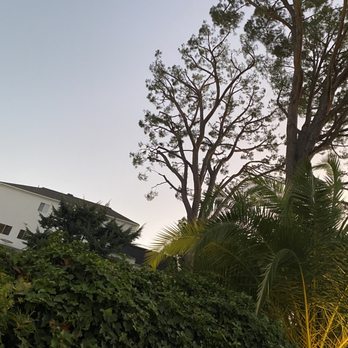 JV Tree Services - Beautiful pine tree - Tree Services Near Me - Northridge, California