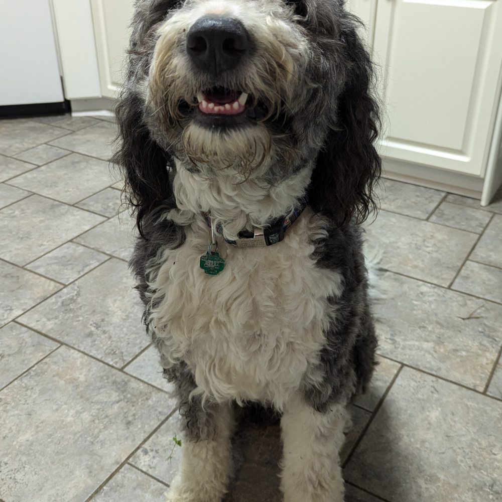 Stonington Kennels - Pet Training Near Me - Goodrich, Michigan Stonington Kennels - Pet Training Near Me - Goodrich, Michigan