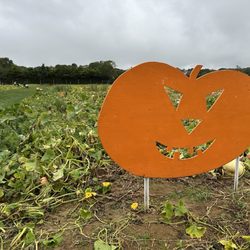 Stakey’s Pumpkin Farm - Jack-O.